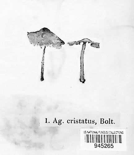 Lepiota image